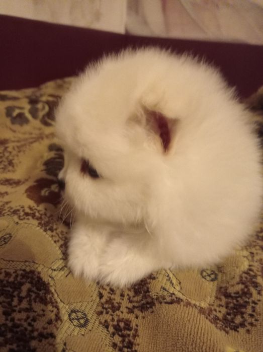 Щенки померанского шпица