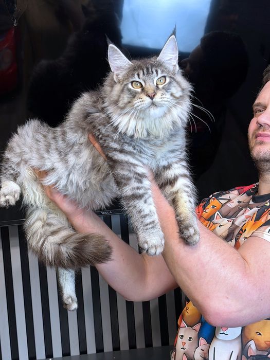 Maine Coon boy silver