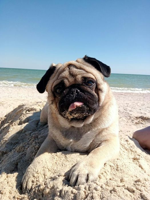 Вязка мопсика(кобель)