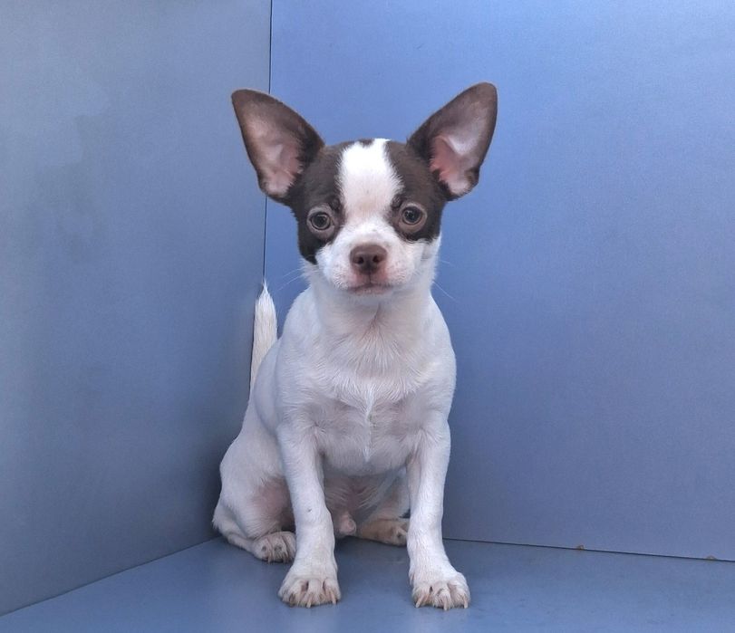 Короткошерстрий хлопчик