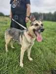 Wspaniały pies Majron do adopcji