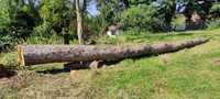 Drewno Modrzew około 8.5 metra