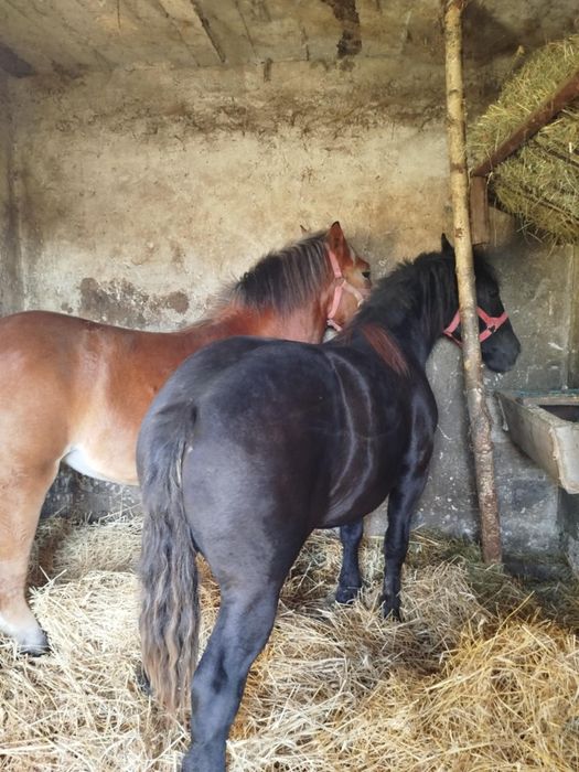 Sprzedam źrebicę zimnokrwiste