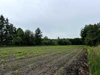 OKAZJA ! Pilne. Działka Żory przy lesie 1308m2