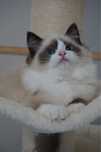 Ragdoll z rodowodem FPL - Gotowy do odbioru!!!