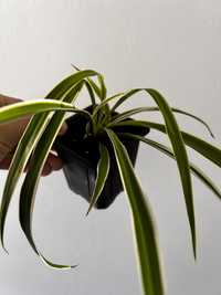 Planta Chlorophytum - planta aranha