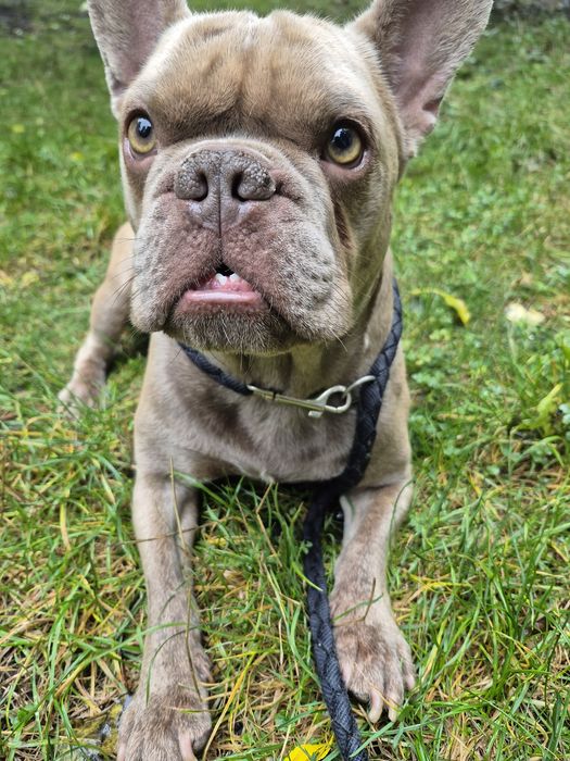 В'язка. Французький бульдог. Ізабелла