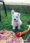 West Highland White Terrier