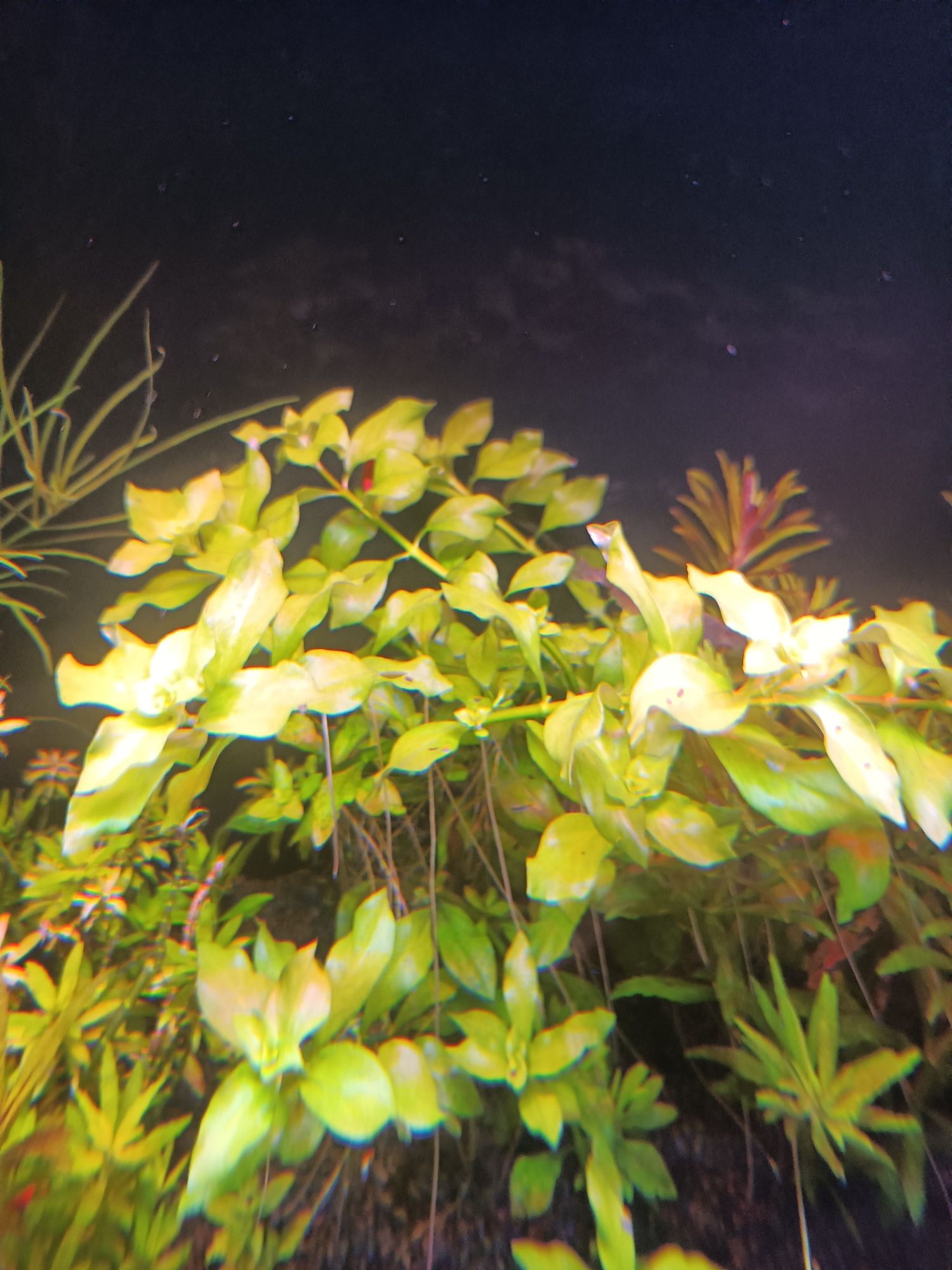 Ludwigia   roślina akwariowa