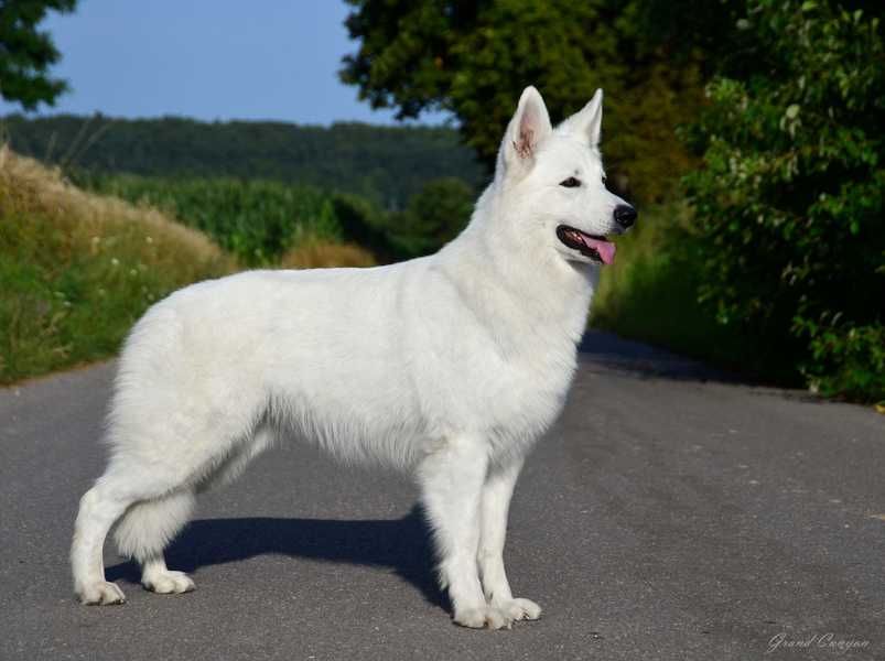 Biały Owczarek Szwajcarski z wyjątkowego skojarzenia