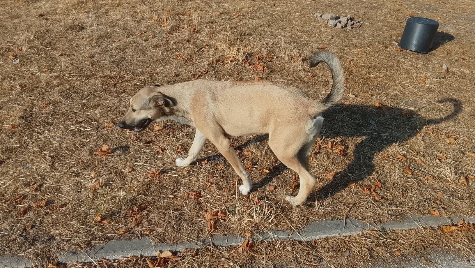 Cão para adopção