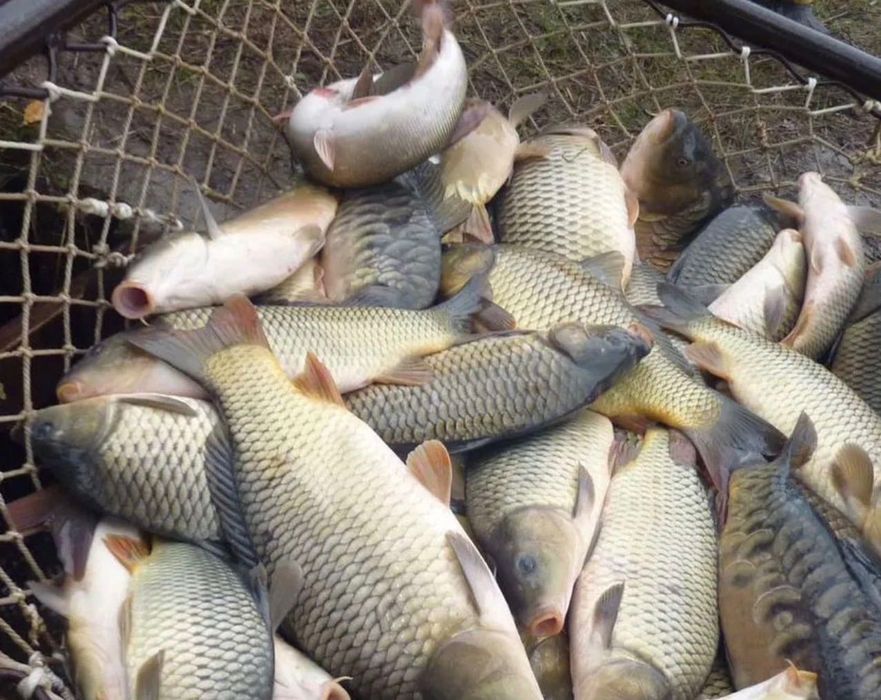 Продам живу рибу Осетер Сом Судак