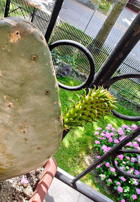 Opuncja figowa (kaktus owocowy) Gotowe sadzonki.