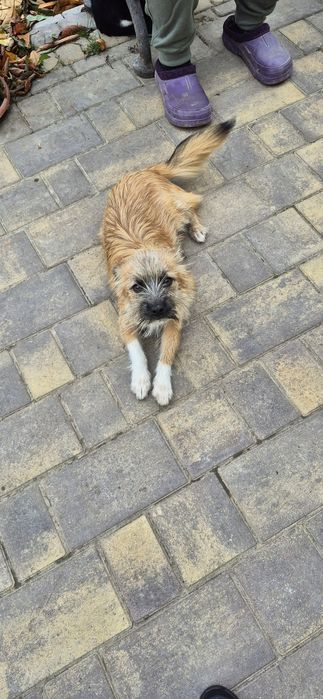 Собачка (дівчинка)