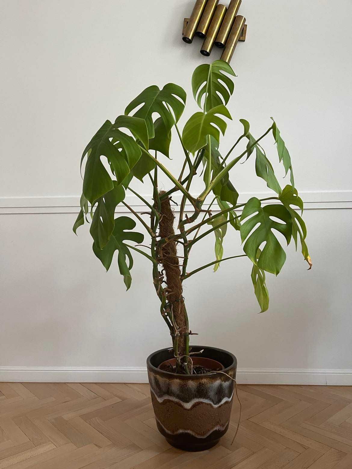 Monstera deliciosa philodendron 120 cm kwiat roślina doniczkowa