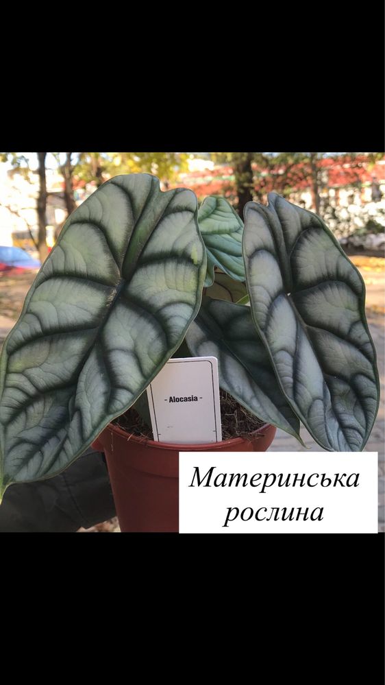 Алоказія Silver Dragon. Пророщені бульби.