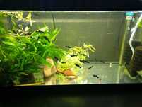 Peixes Black Molly
