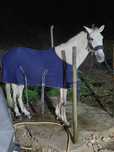 Vendo cavalo cruzado