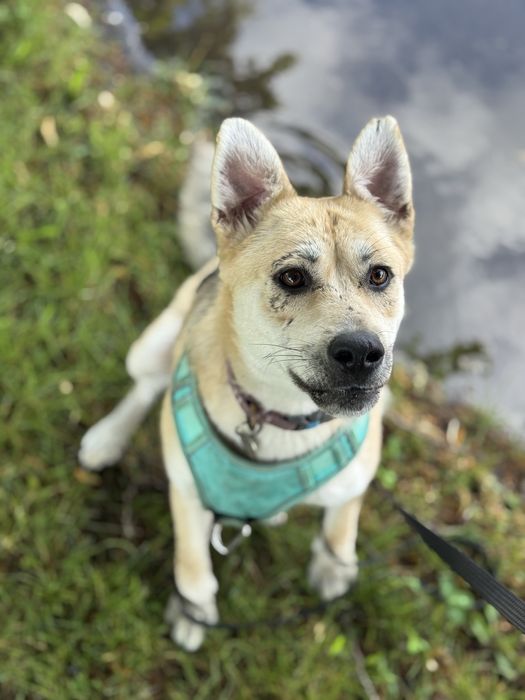 Собака з Донецької області