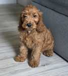 Piesek cockapoo!