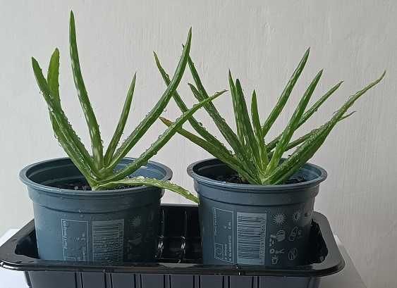 aloes leczniczy, młody 2szt kpl