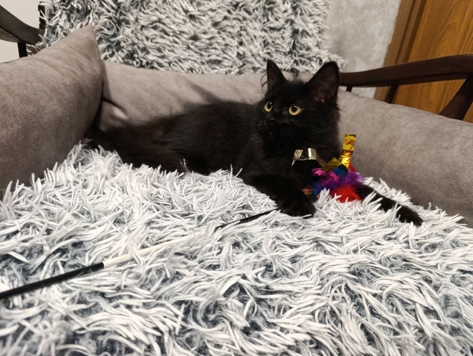 Czarny kot - kot syberyjski - czarny kocurek- rodowód