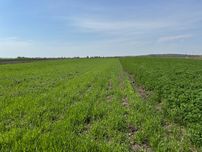 Продаж земельної ділянки 5500$