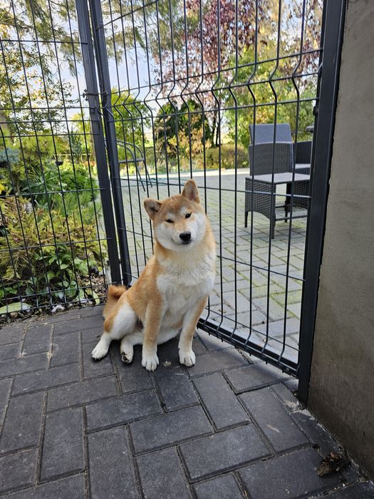 Shiba inu Shiba szczenię doskonały  rodowód ZKWP FCI