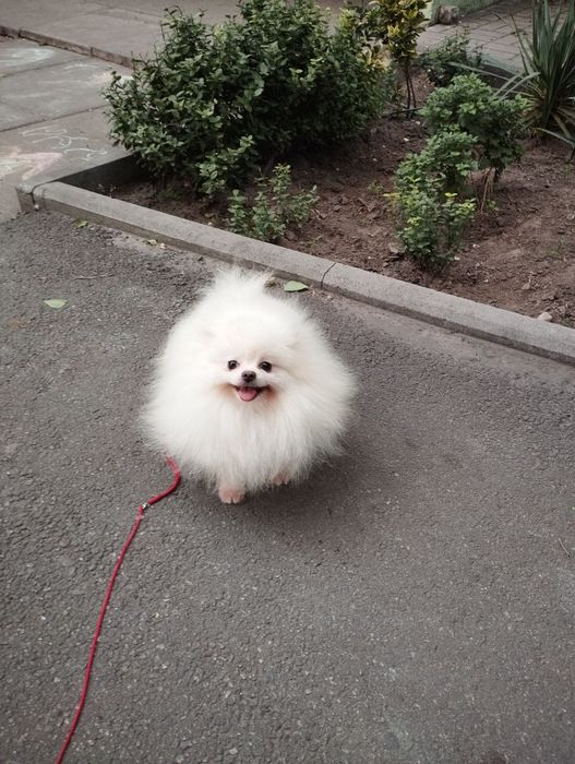 Померанец. Мальчик 10 мес.