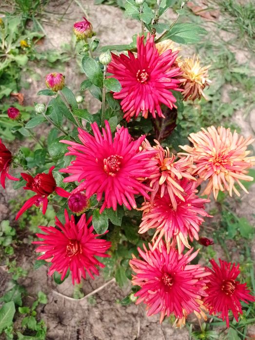 Продам хризантема мультифлора не сформовані кущіки