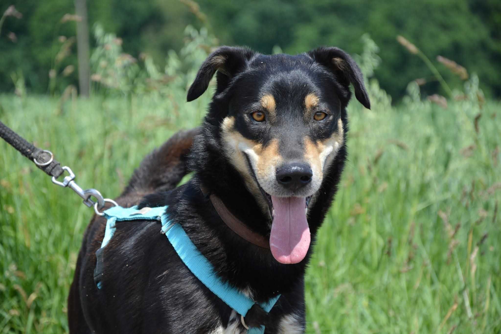 Onyx kocha wszystkich ludzi ADOPCJA