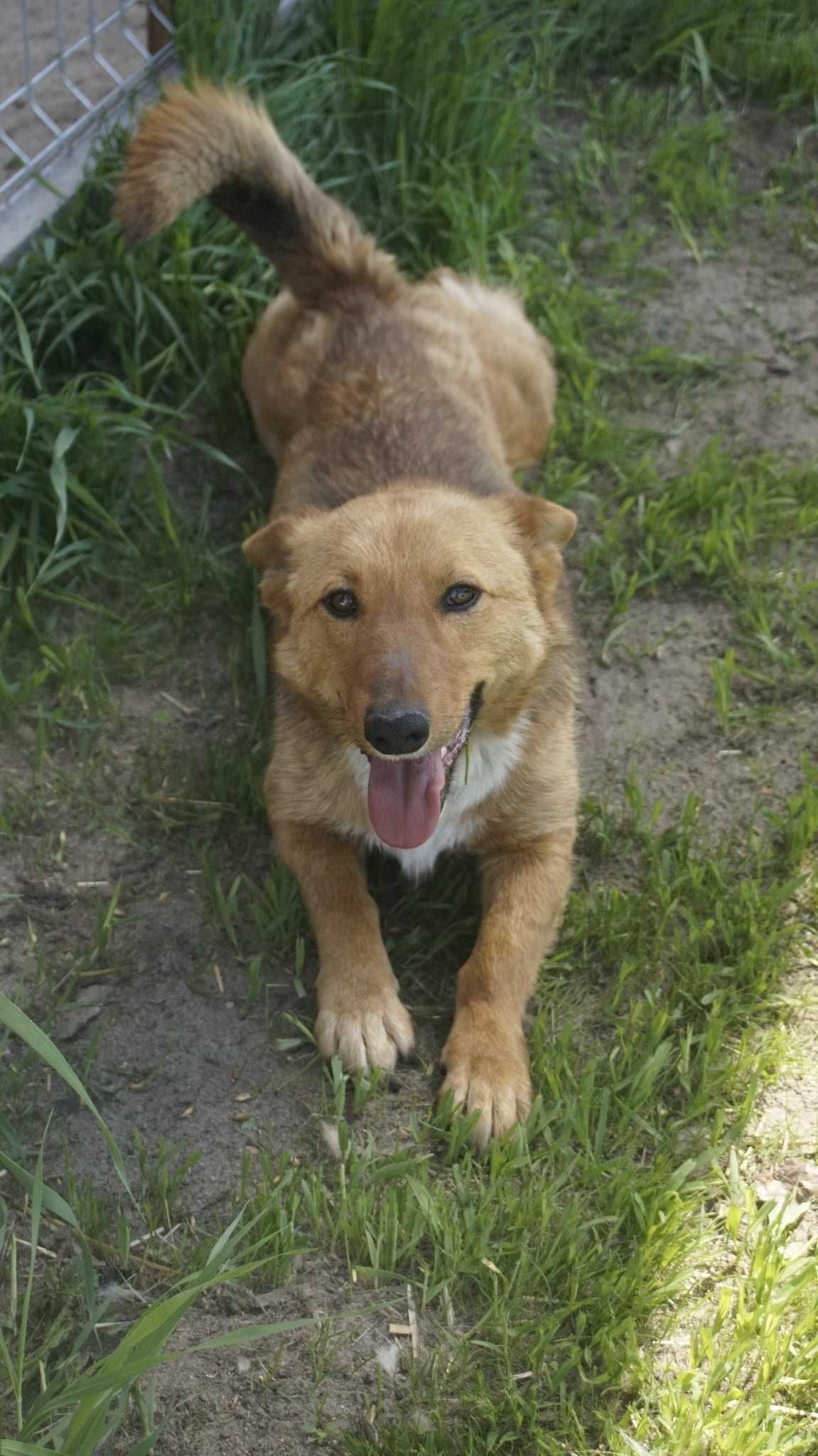 Ruda ok.3 let. sunieczka pilnie szuka kochającego domu fundacja