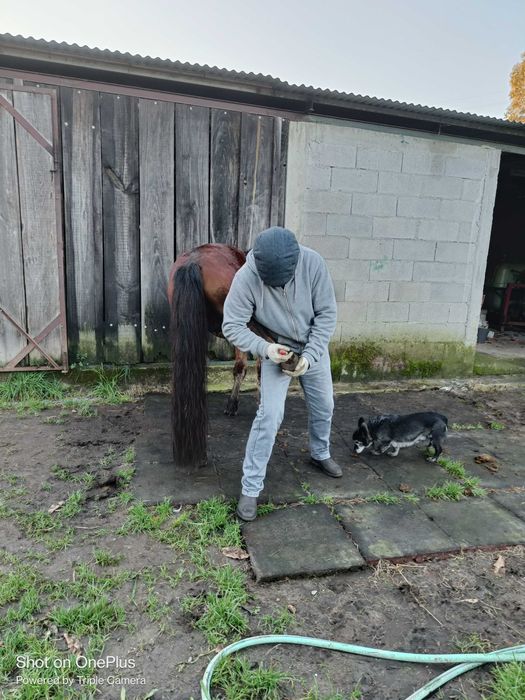 Cavalo garrano puro com livro azul e 3 anos feitos já com algum ensino