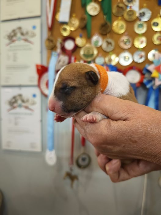 Bulterier miniaturowy - ZKwP/FCI oddział Poznań