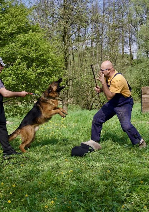 Owczarek Niemiecki Krótkowłosy FCI SZCZENIAK czarny podpalany piesek
