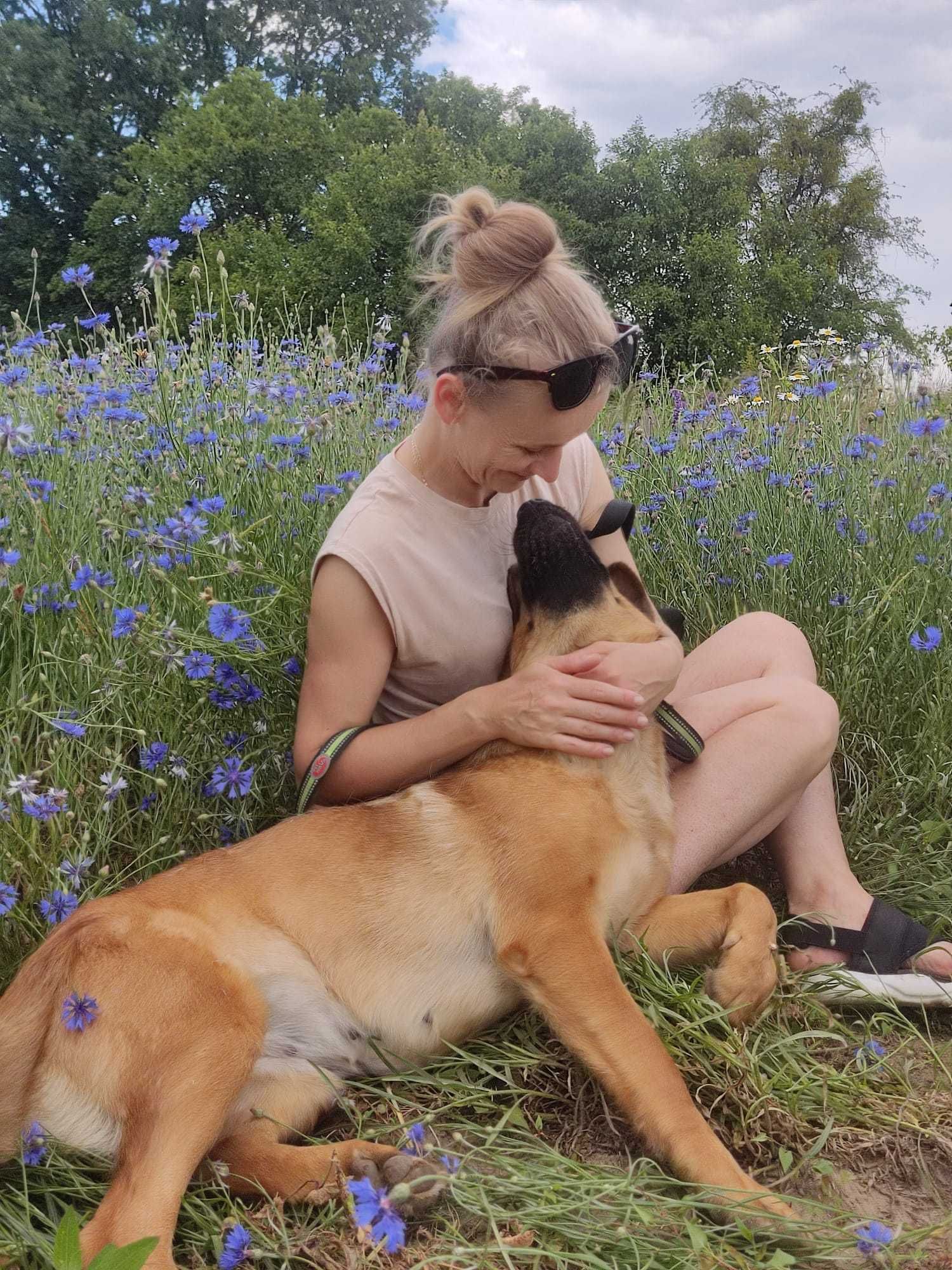 Germena - piękna owczarkowata sunia do adopcji.