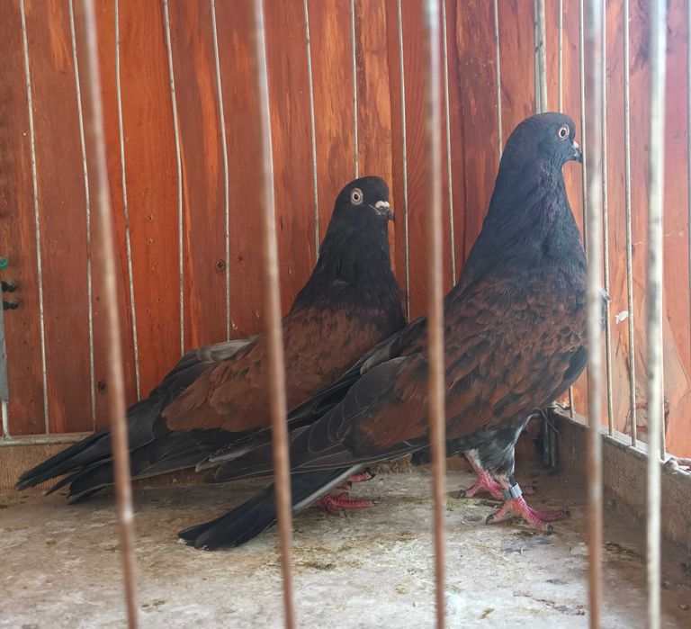 Gołebie mikołajewskie , kirowogradzkie