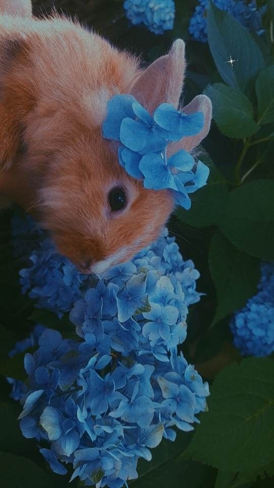 Królik miniaturka teddy