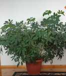 Roślina doniczkowa 1,3 m.wys. Szeflera Schefflera /Araliaceae Kwiatek
