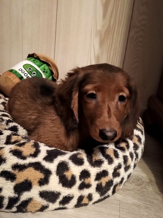 Jamnik długowłosy miniaturowy -piesek