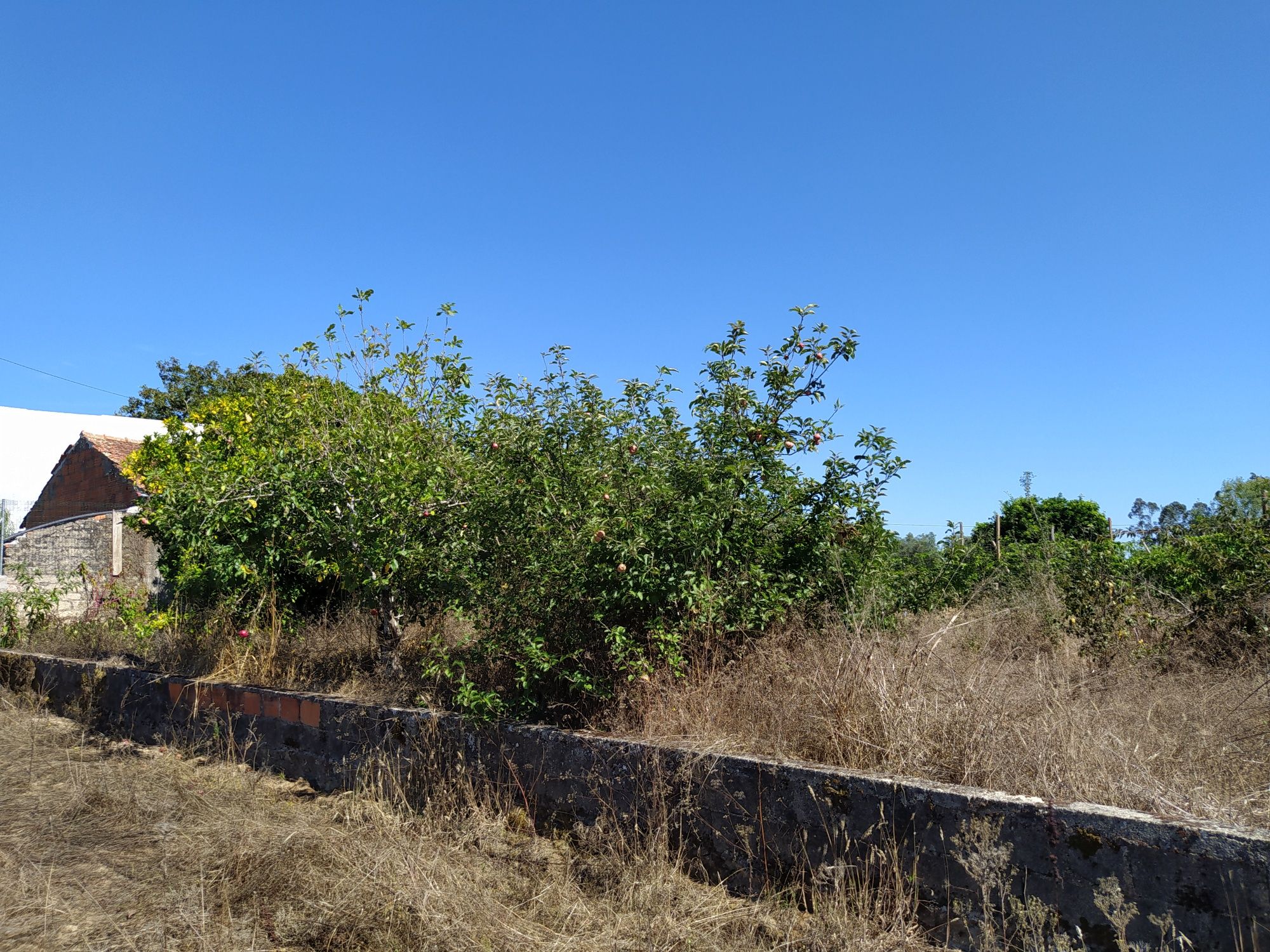 Terreno Cantanhede Cordinhã