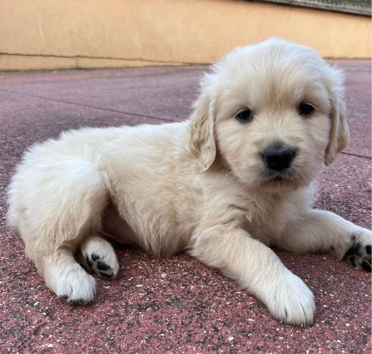 Golden Retriever 2 meses