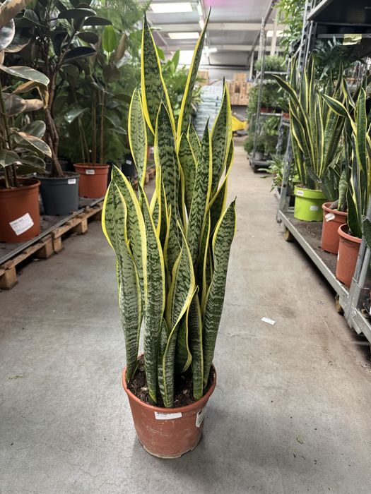 Сансевієрія, висота 90 см