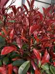 Photinia Red Robin