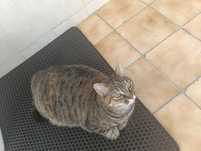 Gatos para Adopção