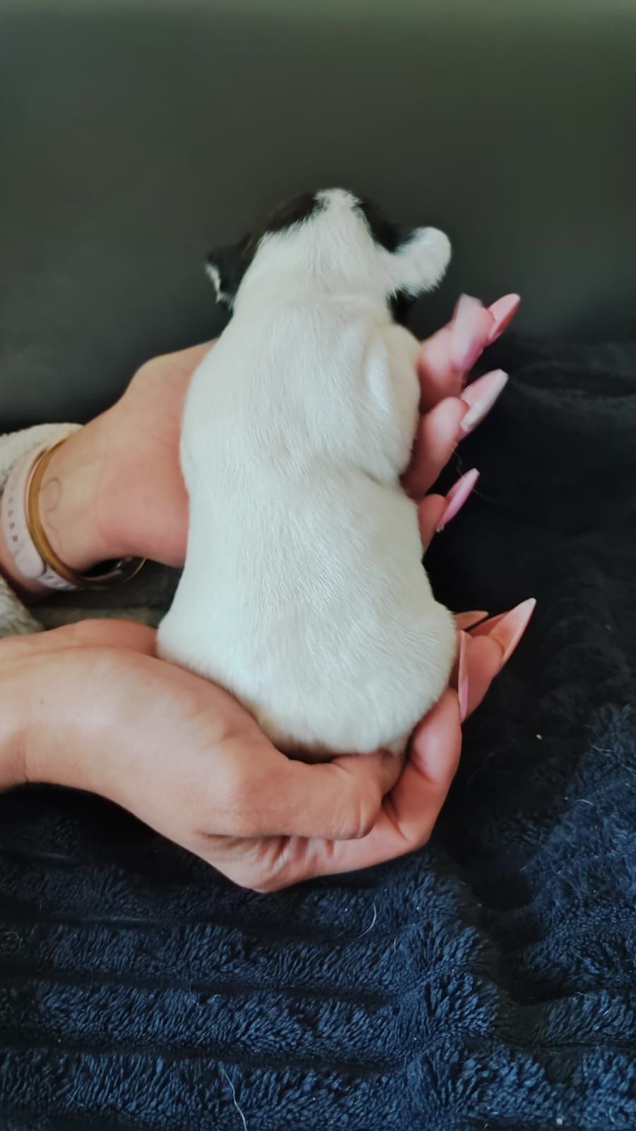 Buldog francuski FCI ZKwP