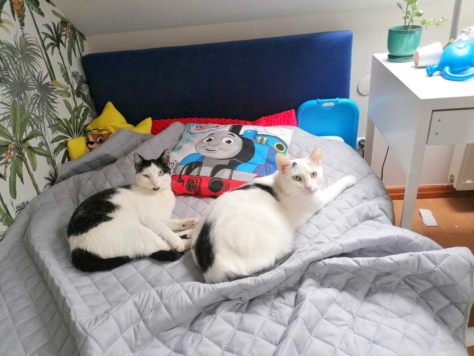 Dwa kota do adopcji ze schroniska fundacja biało czarny europejska kot