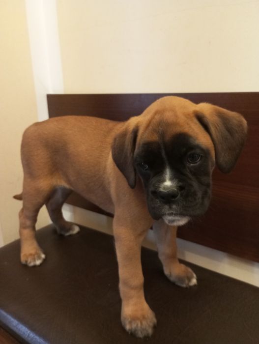 Suczka bokser szczeniak gotowy do odbioru