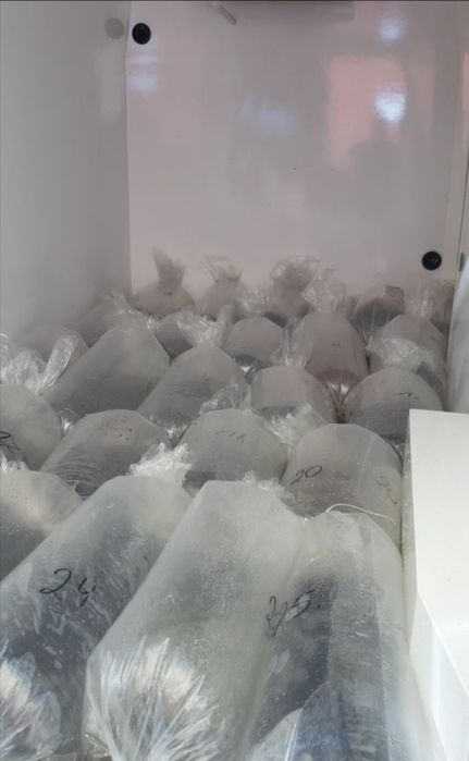 Sandacz kroczek 17-21 cm inne Karp Jesiotr lin Karaś Tołpyga Pstrąg