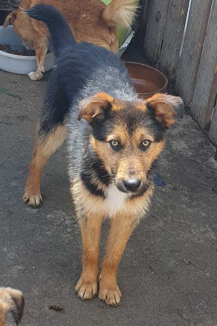 Cão Para Adoção (12kg)(Alfredo)